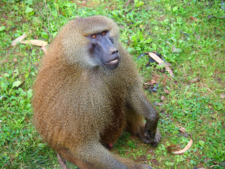 View of a Guinea Baboon (Papio papio) in the field