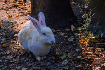 Rabbit. Beige rabbit in the Park of Benalmadena, Andalusia, Spain.