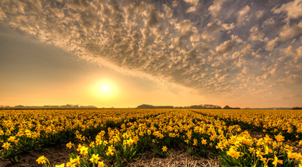 Fields of golden daffodils.