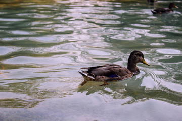 Duck. Duck in the pond in the Park of Benalmadena, Andalusia, Spain.
