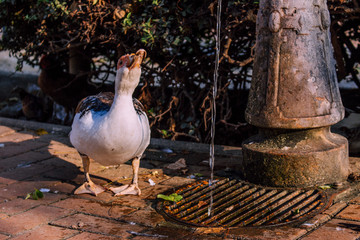 Fototapeta premium Duck. Duck drinking water in the Park of Benalmadena, Andalusia, Spain.
