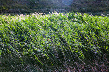 Tall grass in the field
