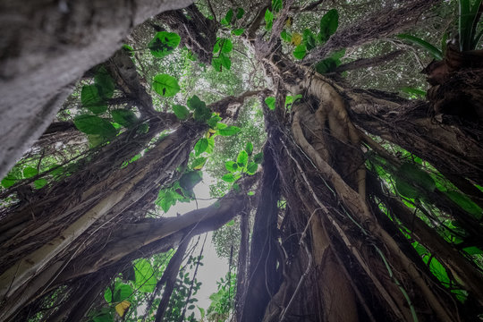 Fototapeta  under jungle tree in  rainforest / tropical forest