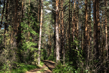 trees in forest