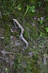 stick on the grave