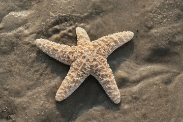  Wunderschöner Seestern am Strand  © Carl & Karl