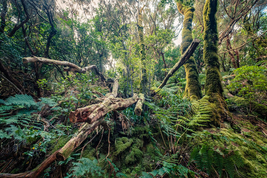 Fototapeta trees inside thick forest, rainforest