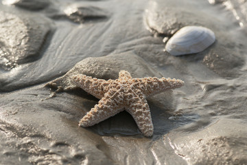  Wunderschöner Seestern am Strand  © Carl & Karl