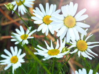 Obraz premium Beautiful chamomile flowers with sunlight