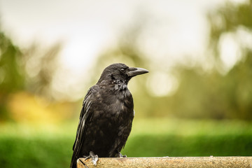 Crow looking Right and giving pose to camera 