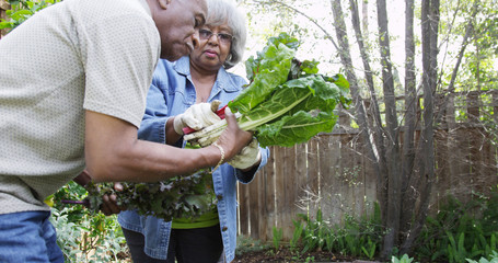 Mature black couple gardening together