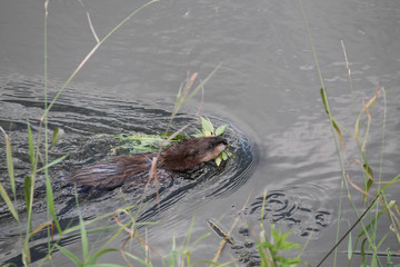 Muskrat (Ondatra zibethicus) swimming with green leaves for food