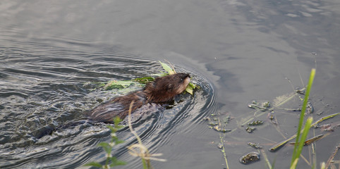 Muskrat (Ondatra zibethicus) swimming with green leaves for food