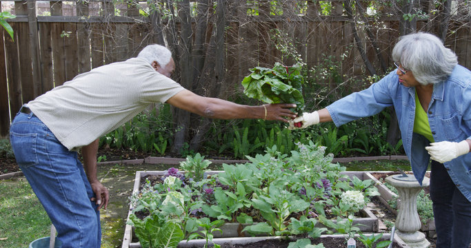 Senior Black Couple Gardening Together In Yard