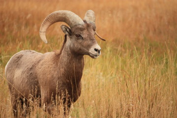 Naklejka na ściany i meble Bighorn sheep in the field