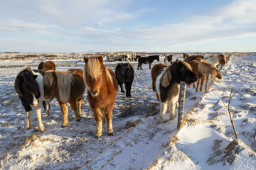 A group of Icelandic horses behind a barbed wire fence in the snow