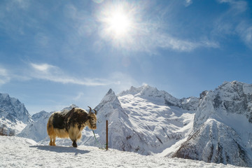 Winter landscape. Shaggy yak stands on the background of the beautiful white mountains of the Caucasus