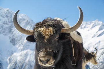 Muzzle of shaggy horned yak on the background of beautiful snow-white mountains of the Caucasus,...