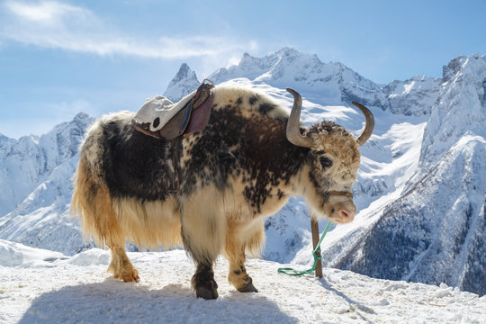White-black yak stands tethered against a background of snow-white Caucasus mountains