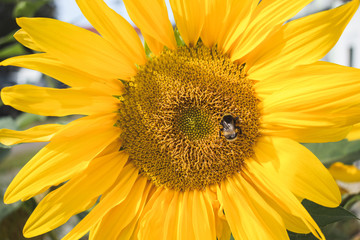 Abeja polinizando un girasol amarillo