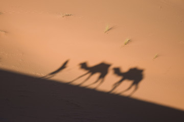 Fototapeta na wymiar sombras de camellos en el desierto del Sahara