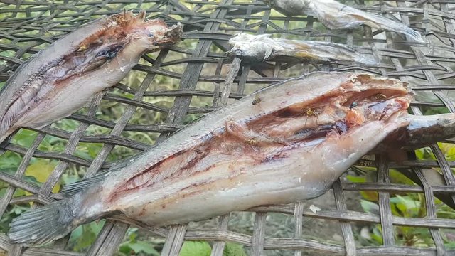 Real time footage of flies are feeding at the dry fish on bamboo basket. Preserved food.