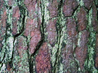 Old pine bark. Tree stem pattern, lichenes Parmelia centrifuga
