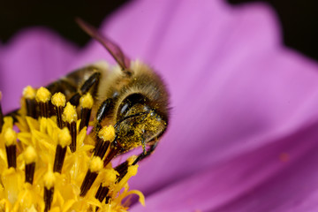 Abeja 