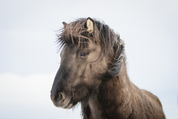 Brown Icelandic horse in the snow