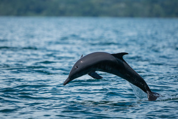 Delfin © Karin