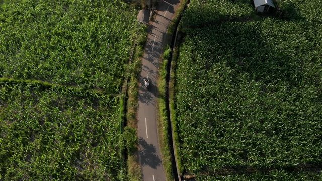 4K aerial drone footage of young couple tourists riding motorbike scooter at sunset time. Bali island.
