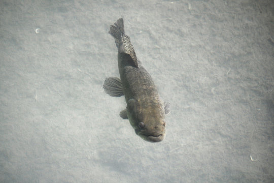 Tiger Fish (Hoplias malabaricus) in the coast of Parana River, Argentina