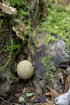 Puffball Mushroom In Forest