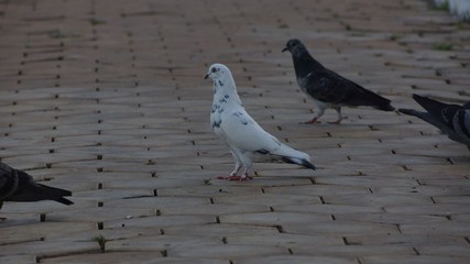 bird pigeon phnom penh
