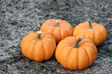 Miniature pumpkins in the field for hallowen and fall background
