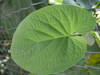 Hoja verde textura