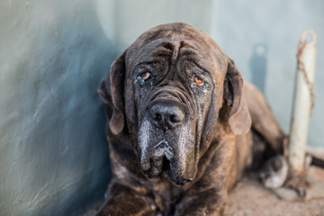 Mastino Napoletano, Napolitan Mastiff. 12 years old dog, male. Chile 2018