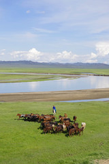 Obraz premium 放牧馬を追い込む遊牧民