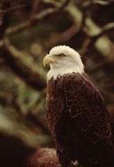Bald Eagle (Haliaeetus Leucocephalus)