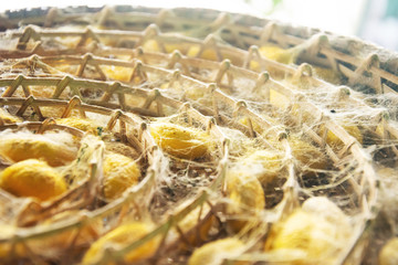group of silk case worm cocoon color yellow, silkworm prepare for make thread.
