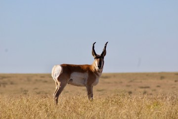 Pronghorn Buck 