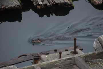 River Otters at Port McNeill