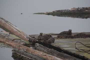 River Otters at Port McNeill