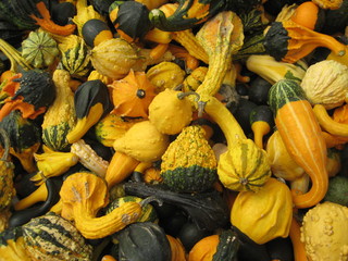 Colorful pile of small gourds