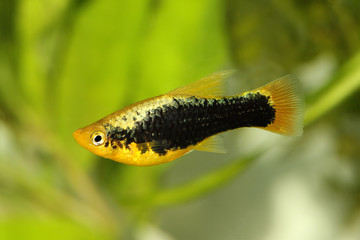 Hi Fin tuxedo Platy platy male Xiphophorus maculatus tropical aquarium fish 