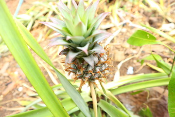 pineapple Caused by the beginning On the ground Thailand