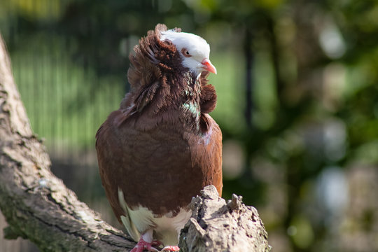 Capucin pigeon rouge
