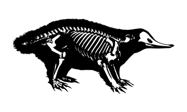 ornitorrinco, animal, esqueleto, silueta, radiograf&iacute;a, huesos, vector, anatom&iacute;a, lateral, ilustraci&oacute;n, negro, cient&iacute;fico, biolog&iacute;a, fauna, vida, especie, extra&ntilde;o, pato, castor, extinto, extinguido, na