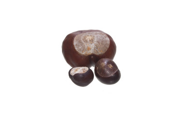 chestnut isolated on white background