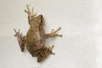 Image of Frog, Polypedates leucomystax,polypedates maculatus on the wall.  Reptile. Animal.